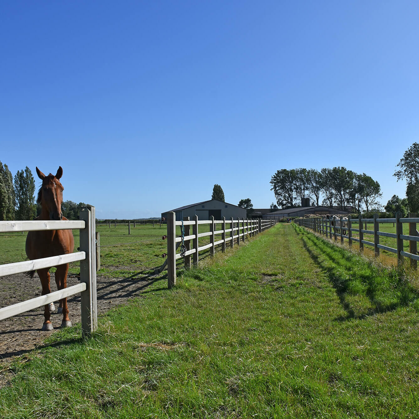 Bild Hoeve De Hemel | Klassifizierter Bauernhof mit luxuriöser Pferdepension