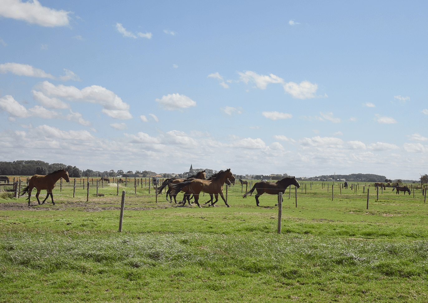 Image Hoeve De Hemel | Classified farm with luxury horse boarding