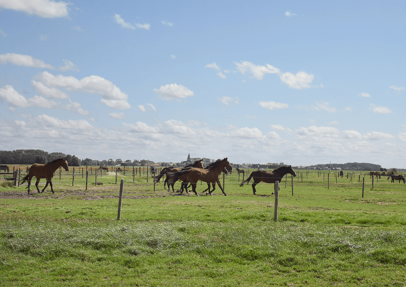 Image Hoeve De Hemel | Ferme classée avec pension pour chevaux de luxe